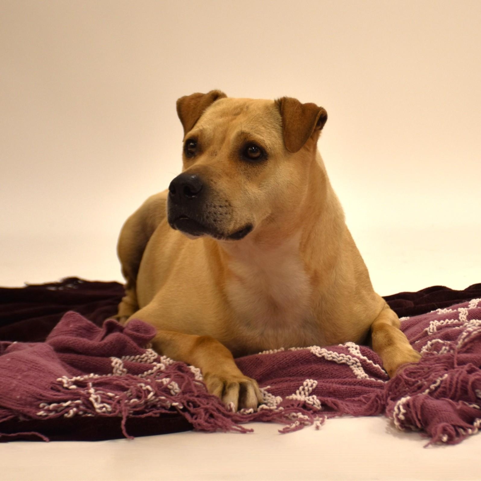 Marissa, a Adoptable mixed breed in Belchertown, MA image 5/6