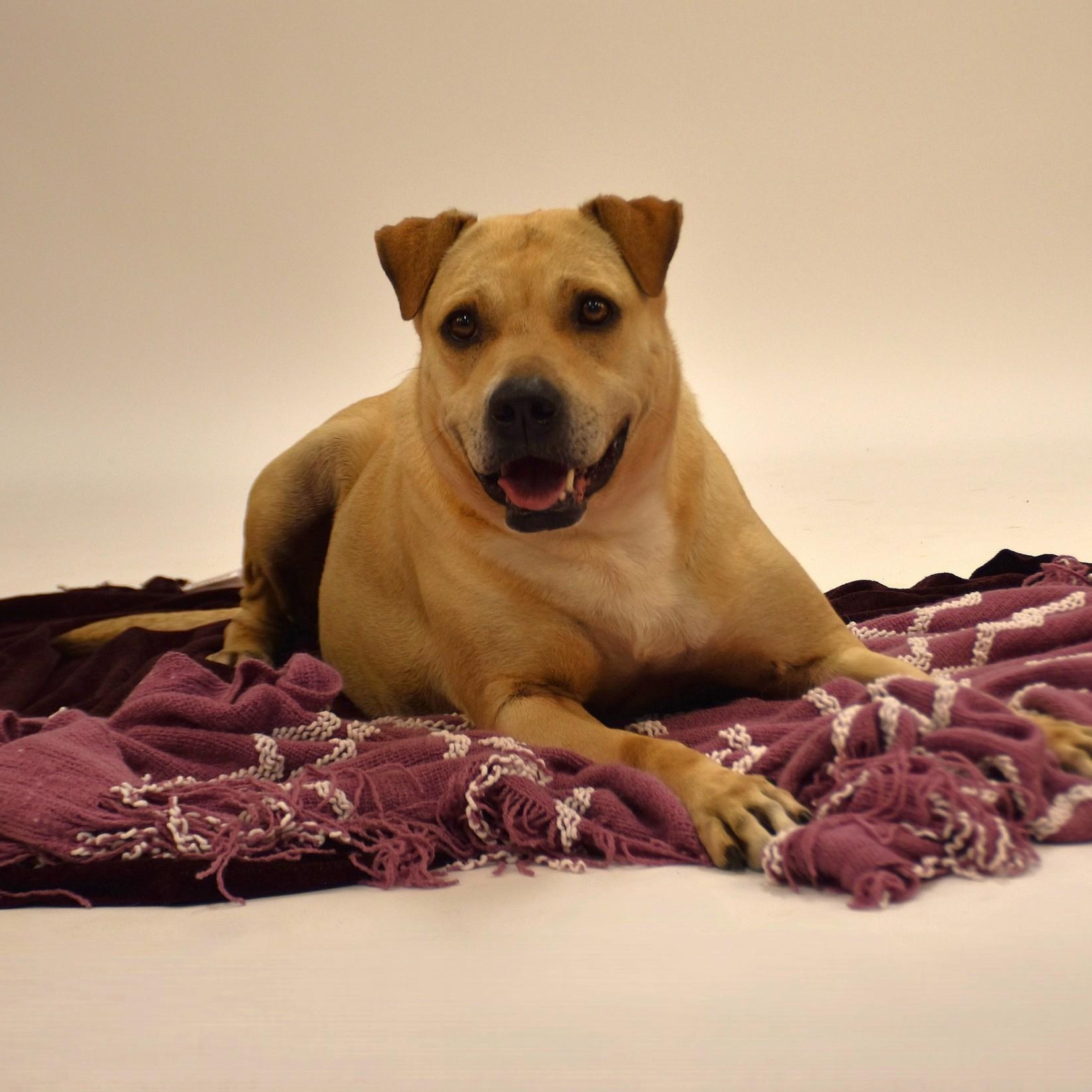 Marissa, a Adoptable mixed breed in Belchertown, MA image 3/6