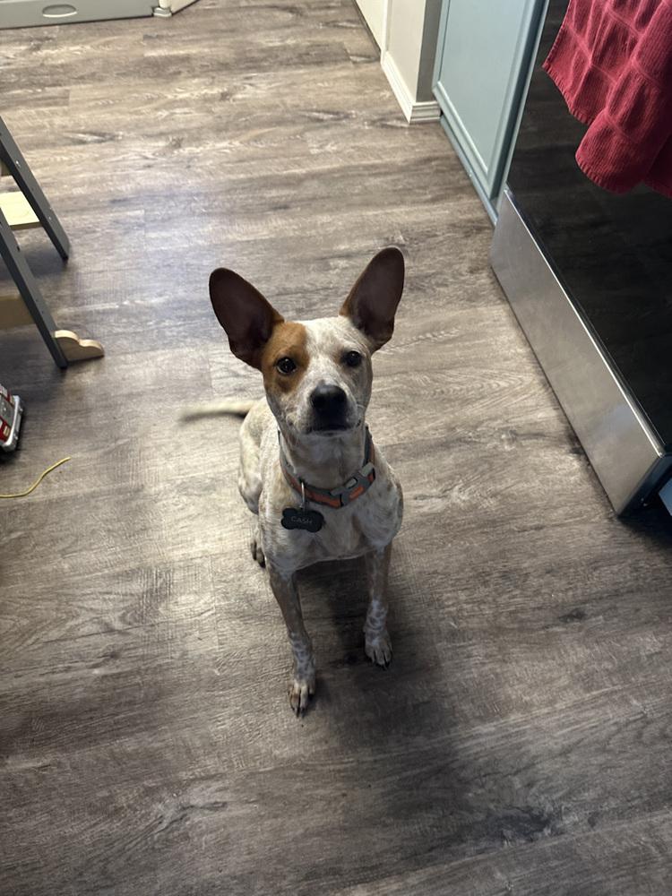 Enlarge Cash (Cal), a Adoptable mixed breed in Colorado Springs, CO image 1/4