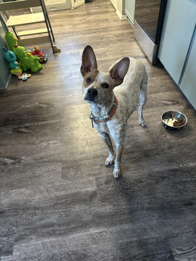 Enlarge Cash (Cal), a Adoptable mixed breed in Colorado Springs, CO image 2/4