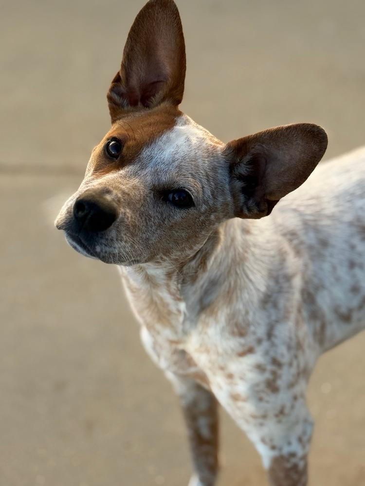 Enlarge Cash (Cal), a Adoptable mixed breed in Colorado Springs, CO image 3/4
