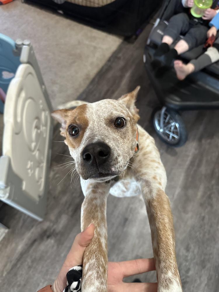 Enlarge Cash (Cal), a Adoptable mixed breed in Colorado Springs, CO image 4/4