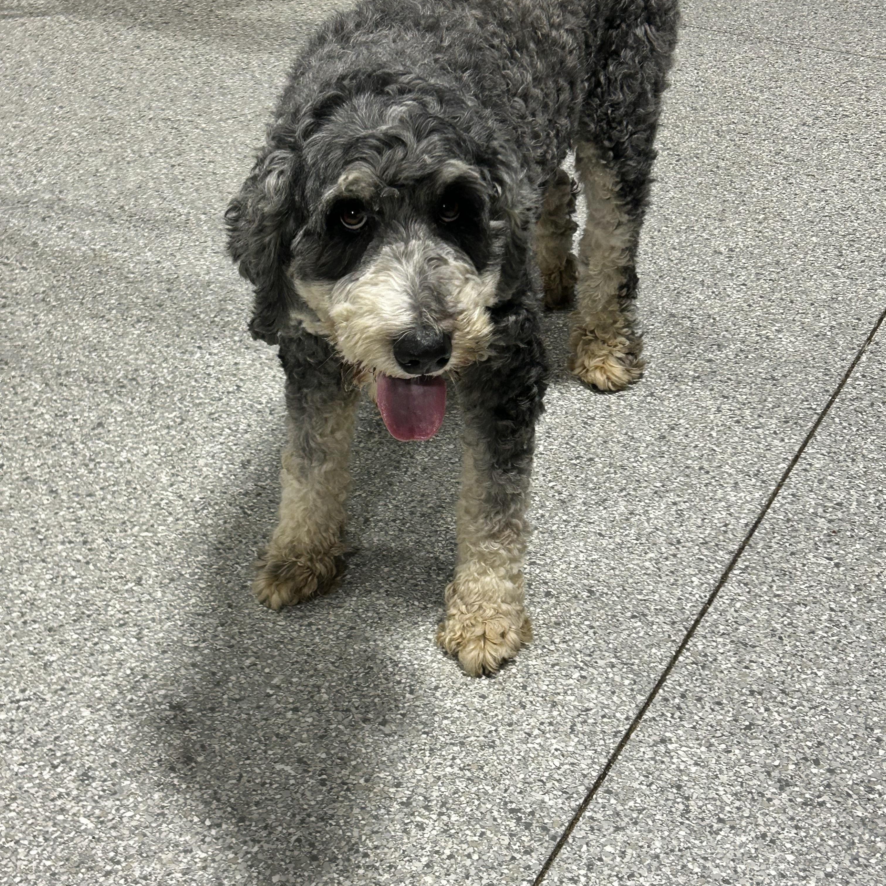 Enlarge Jade   Full size , a Adoptable Bernadoodle in Antwerp, OH image 1/3