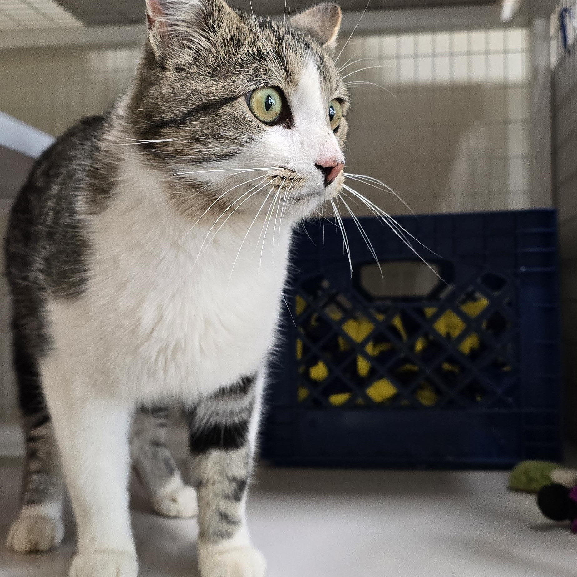 Enlarge Handsome Bob, a Adoptable Manx in Gunnison, CO image 2/2