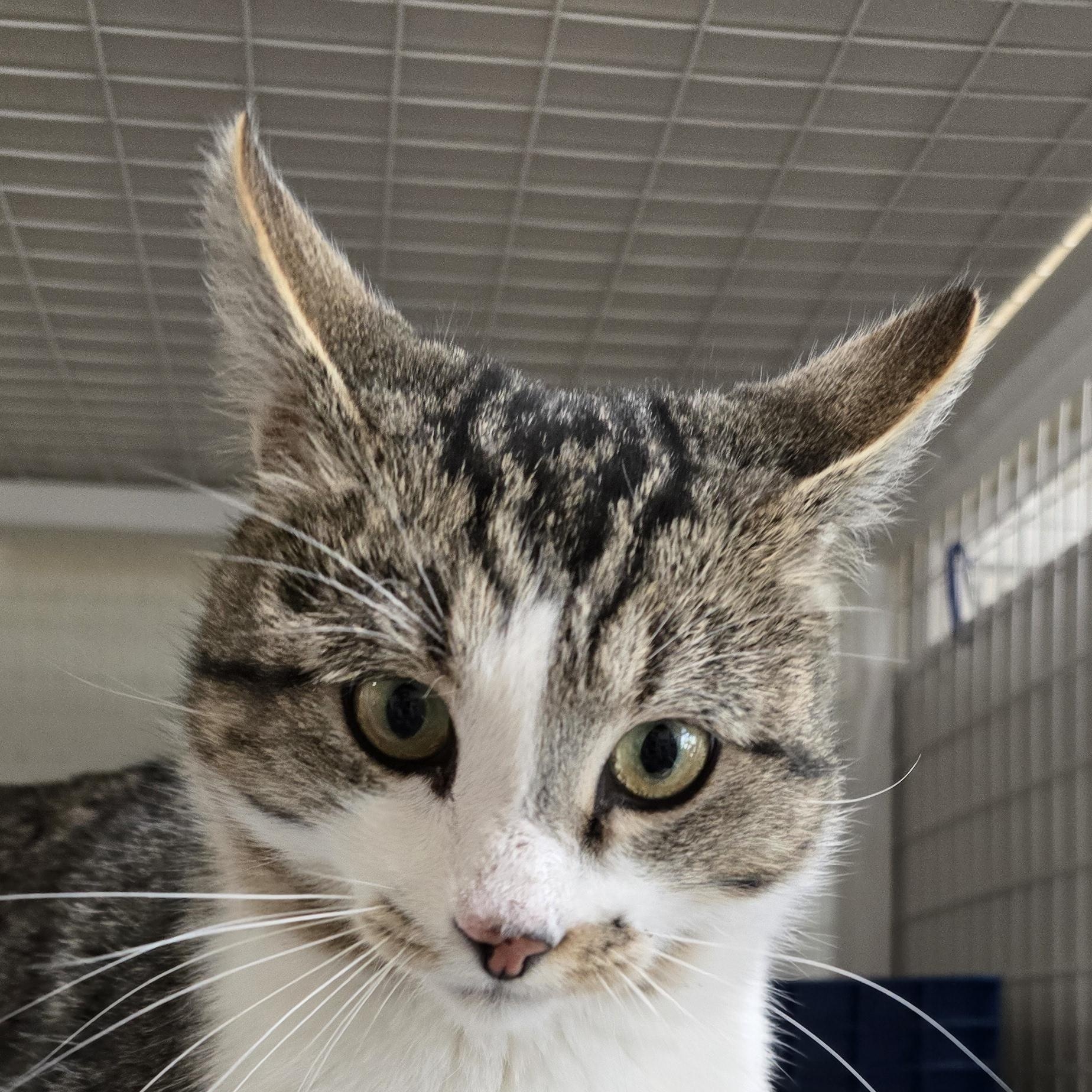Handsome Bob, Adoptable, Adult Male Manx.