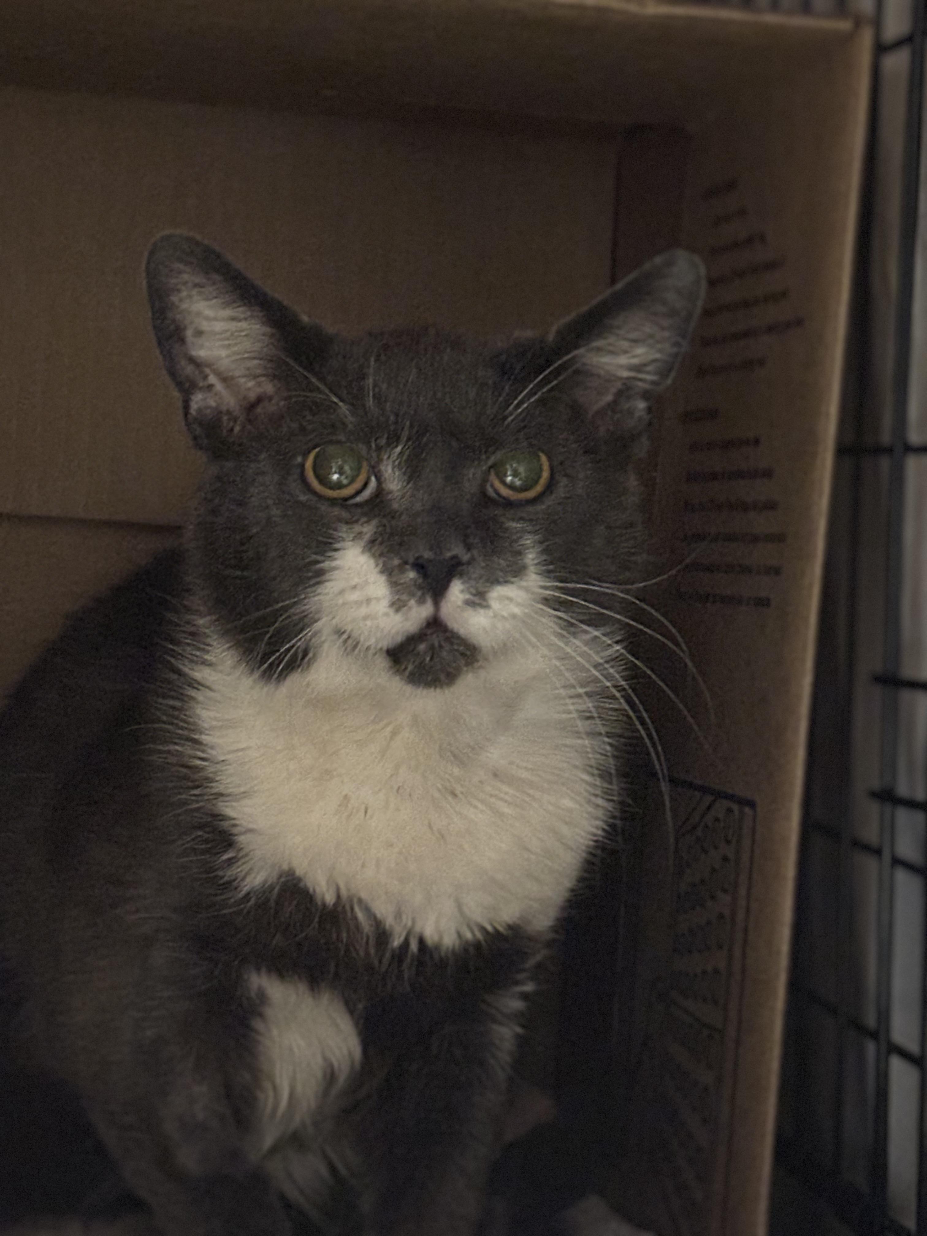 Enlarge SAMPSON, a Adoptable Domestic Short Hair in Pittsburgh, PA image 1/3