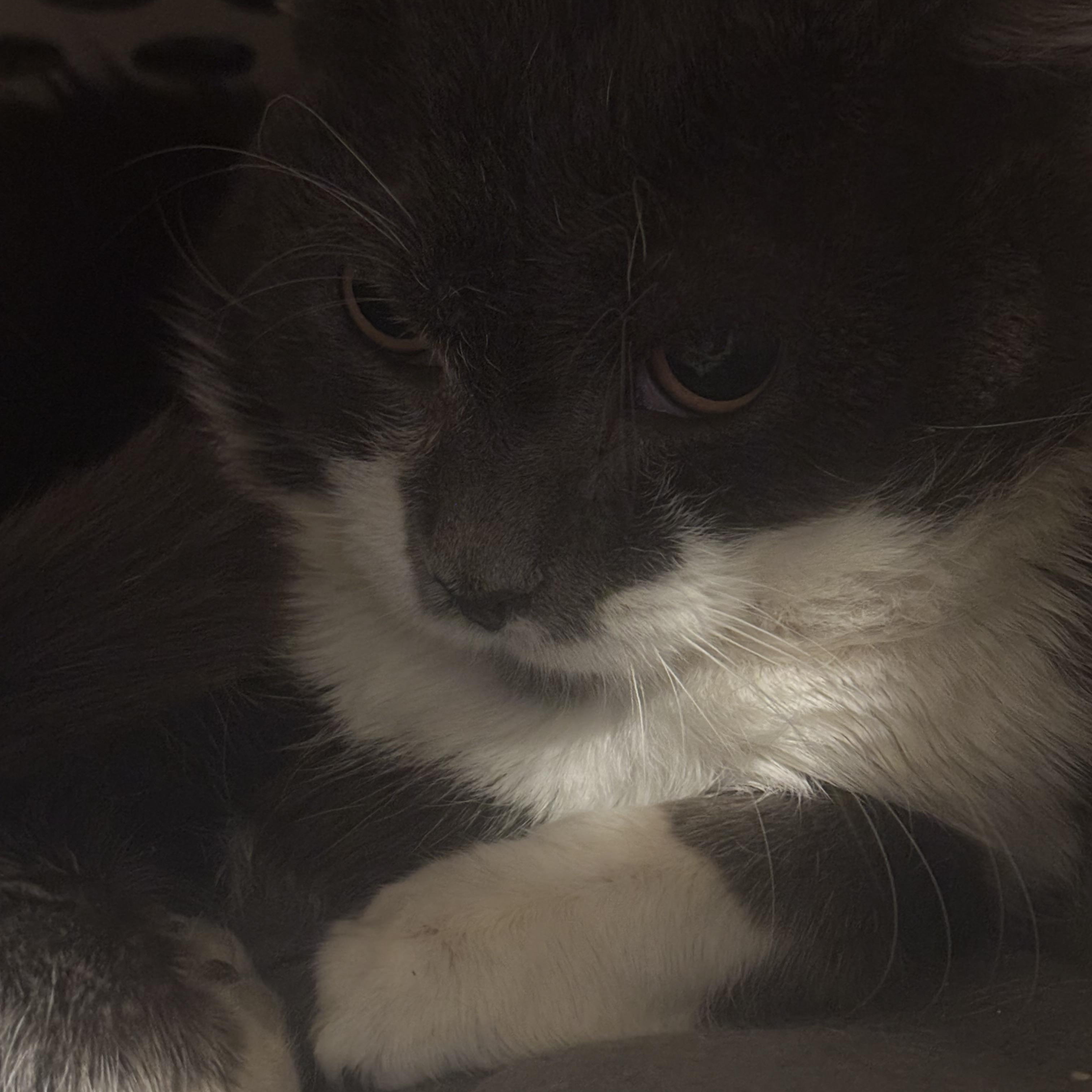 Enlarge SAMPSON, a Adoptable Domestic Short Hair in Pittsburgh, PA image 1/3