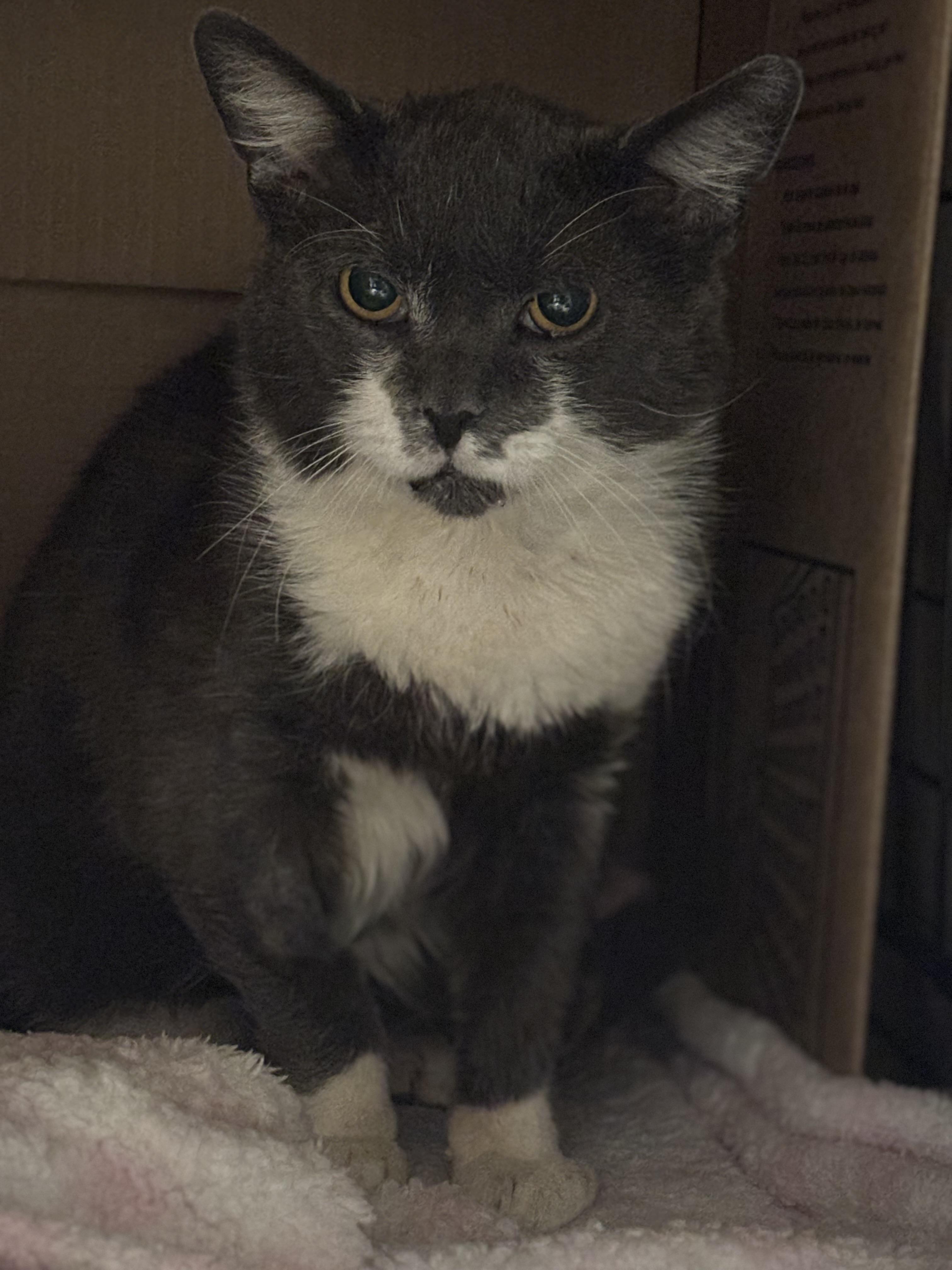 Enlarge SAMPSON, a Adoptable Domestic Short Hair in Pittsburgh, PA image 2/3