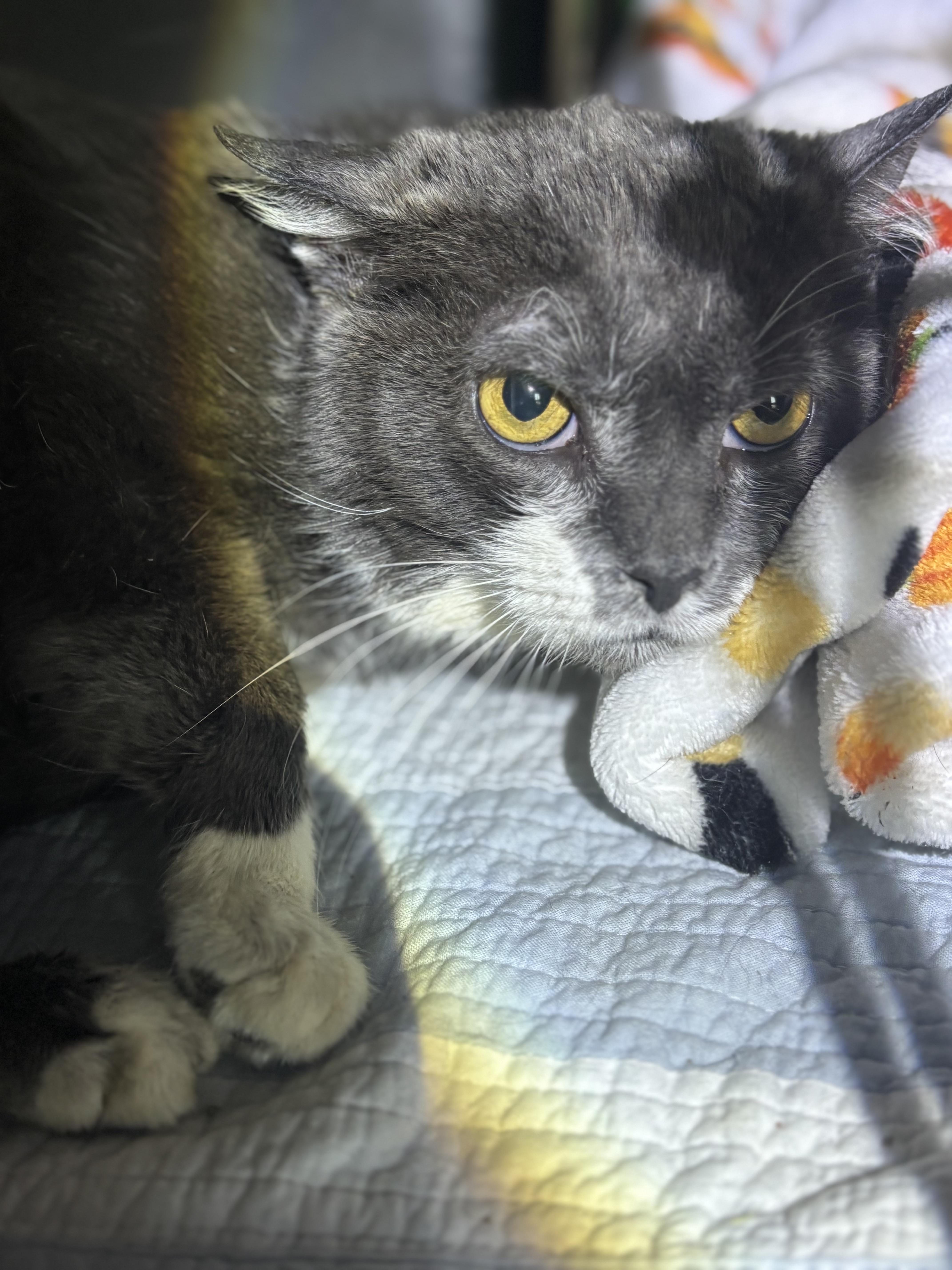 Enlarge SAMPSON, a Adoptable Domestic Short Hair in Pittsburgh, PA image 2/3