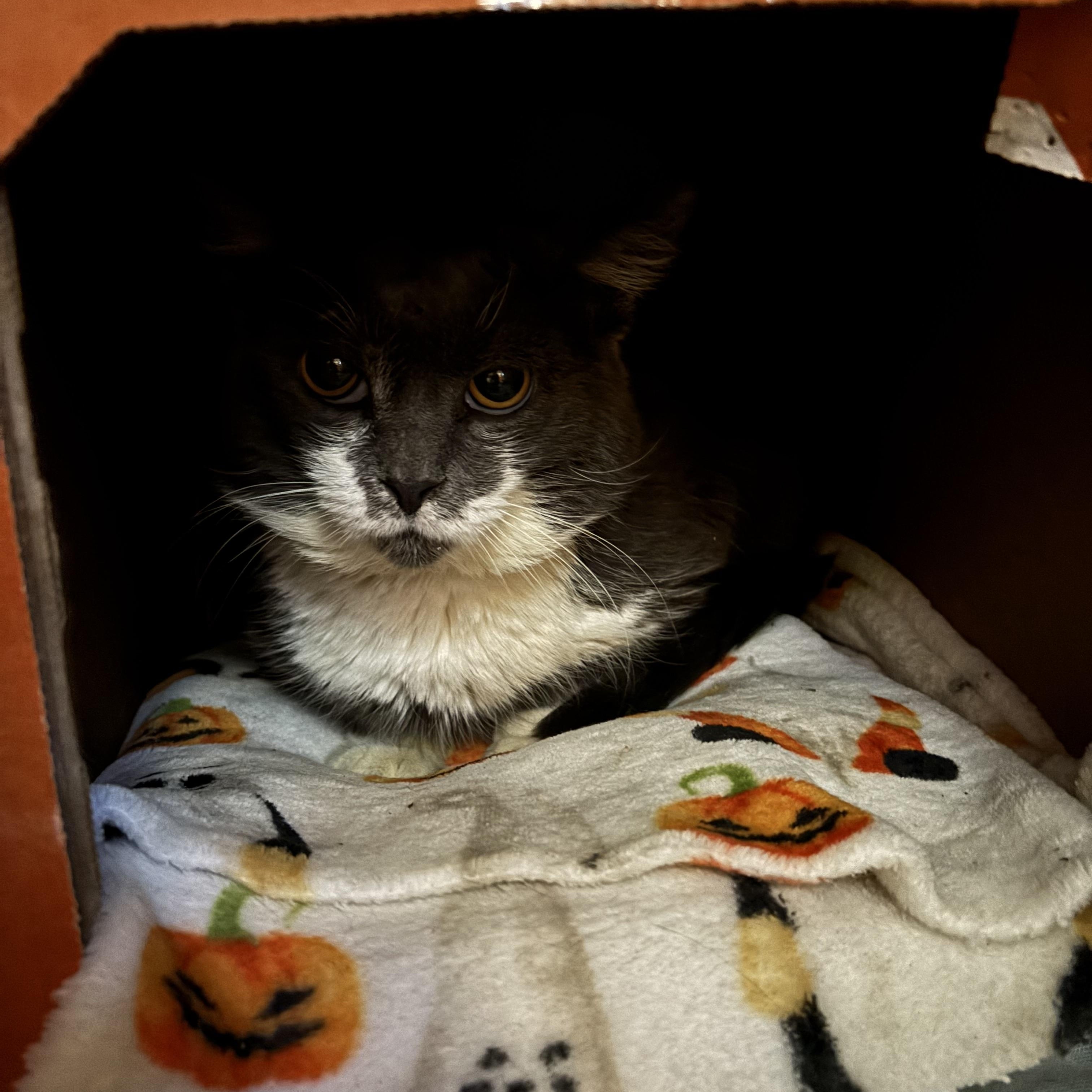 Enlarge SAMPSON, a Adoptable Domestic Short Hair in Pittsburgh, PA image 3/3