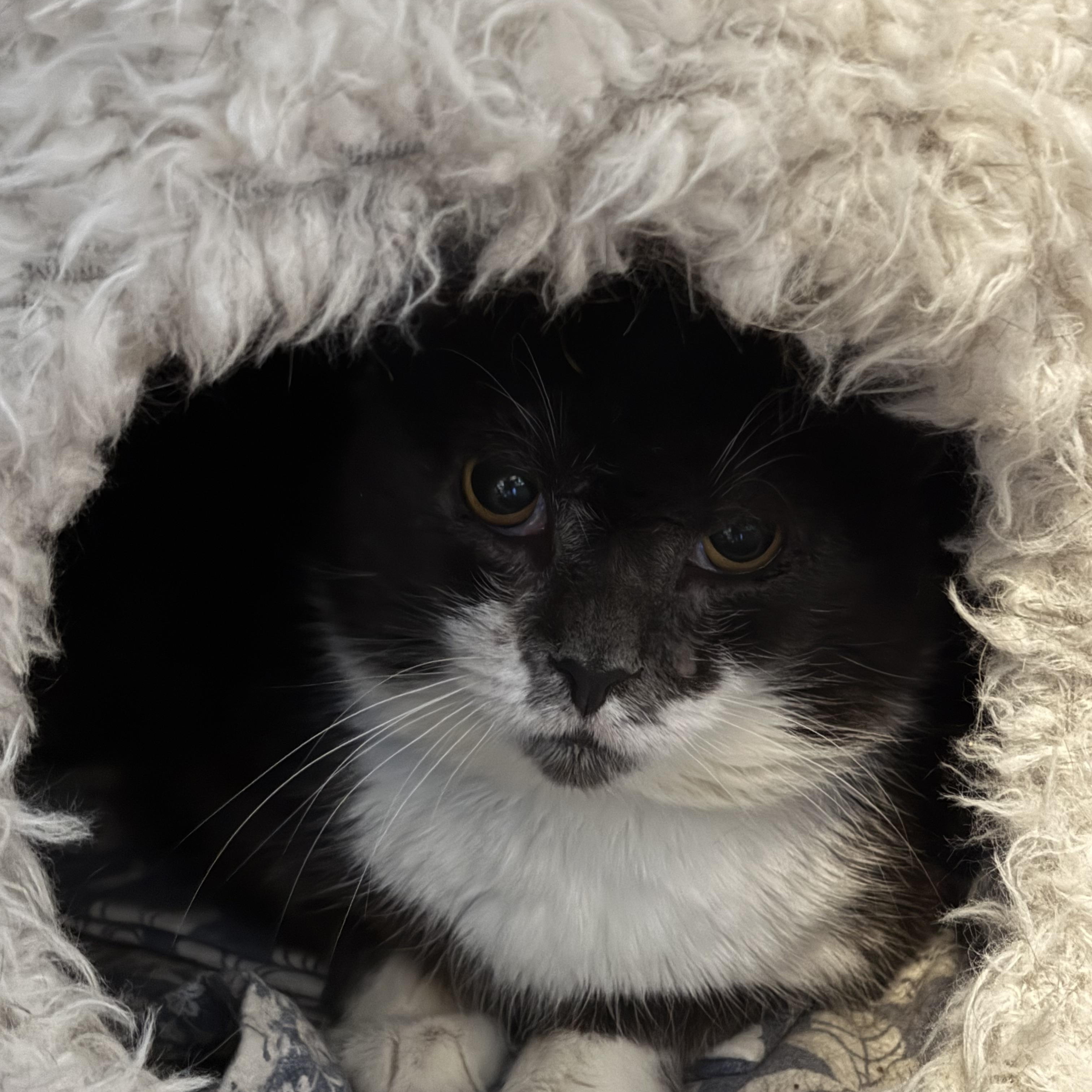 Enlarge SAMPSON, a Adoptable Domestic Short Hair in Pittsburgh, PA image 1/4