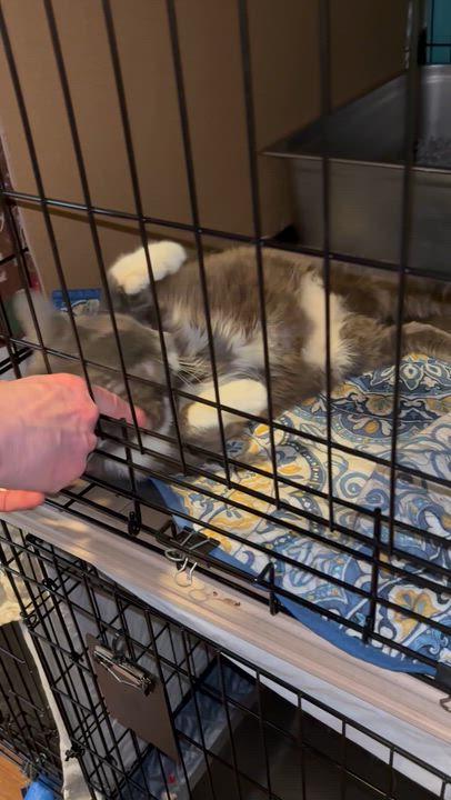 Enlarge SAMPSON, a Adoptable Domestic Short Hair in Pittsburgh, PA video 4/4