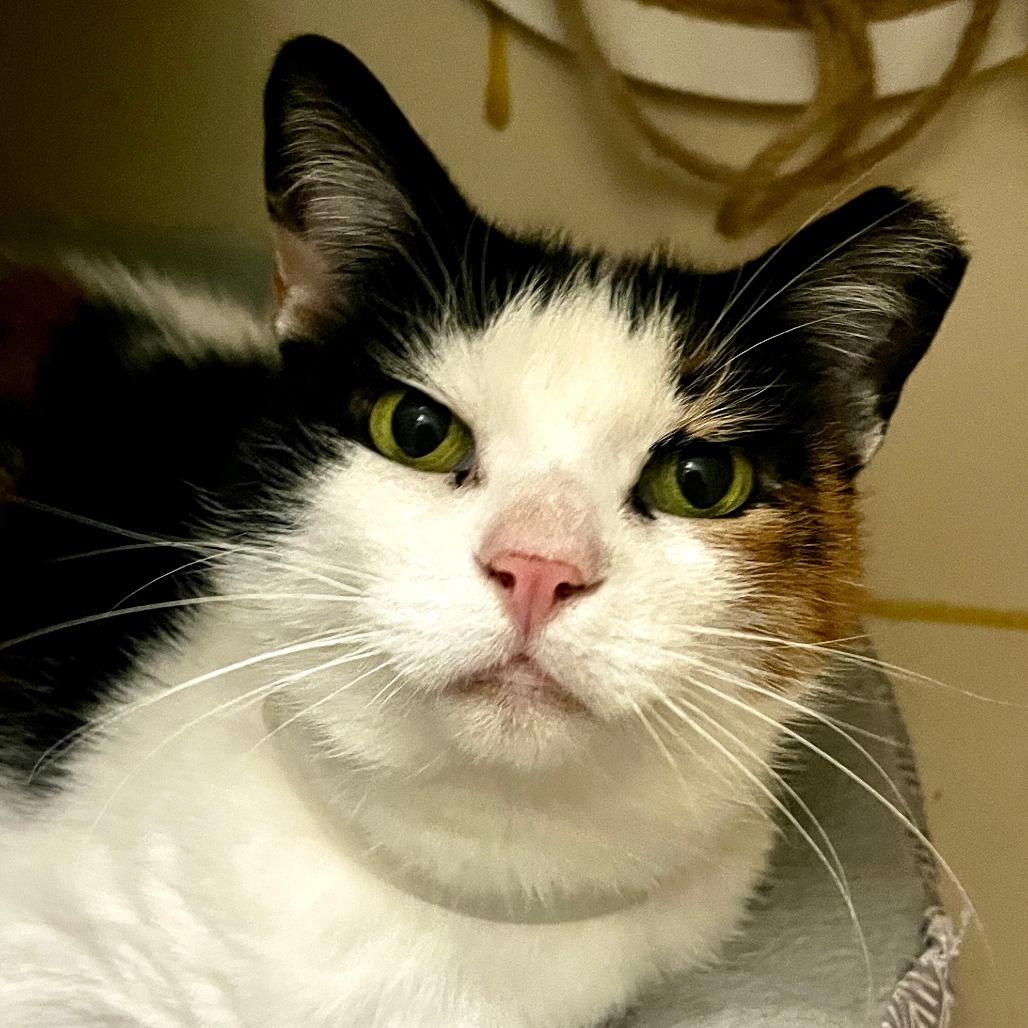 Emma, Adoptable, Senior Female Domestic Short Hair.