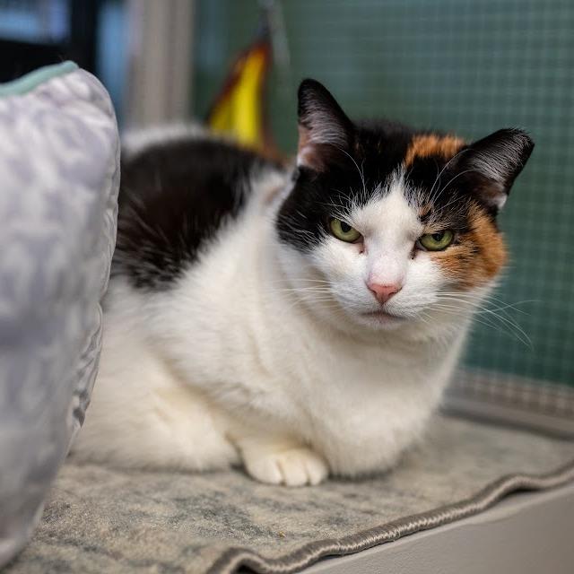 Enlarge Emma, a Adoptable Domestic Short Hair in Kennett Square, PA image 2/6
