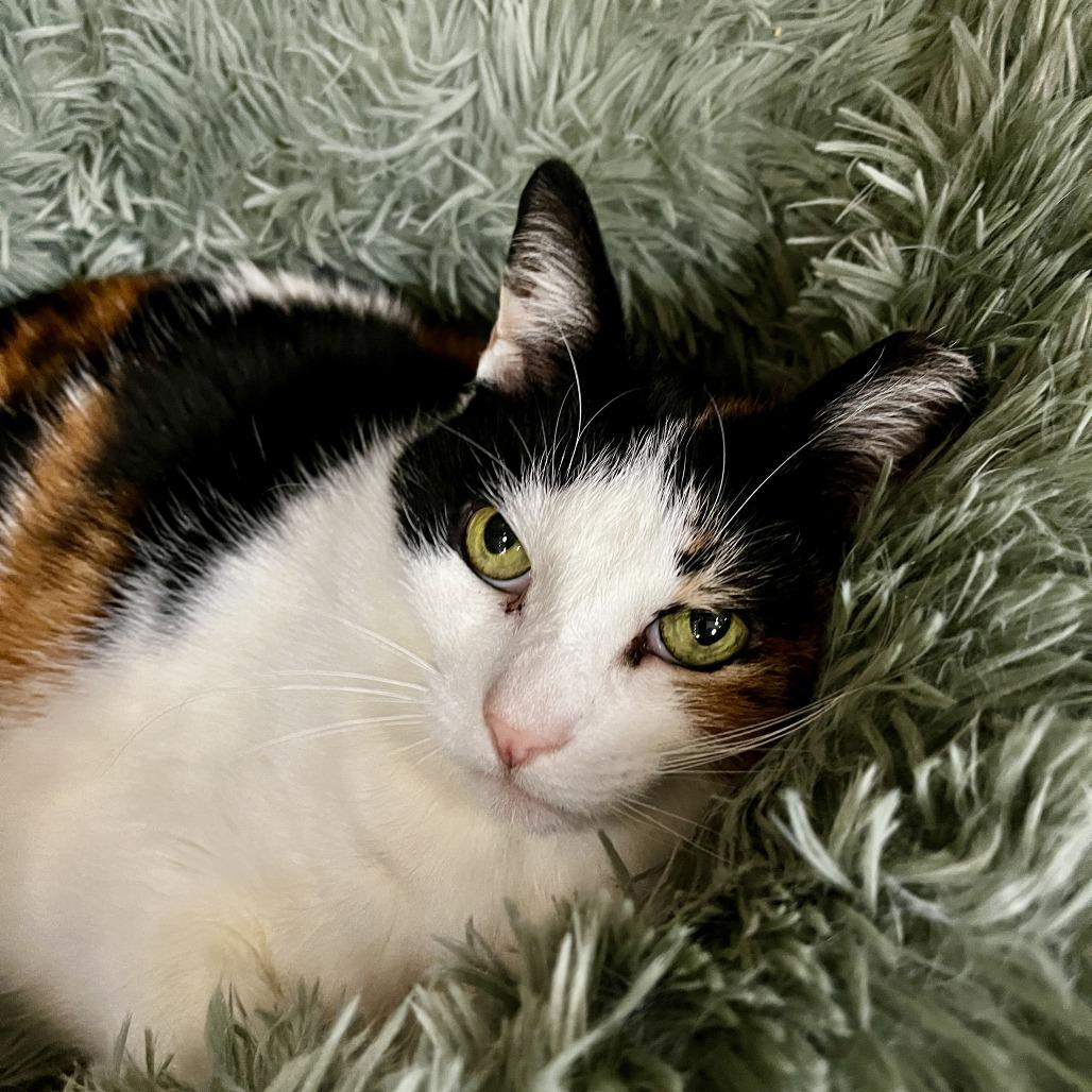 Enlarge Emma, a Adoptable Domestic Short Hair in Kennett Square, PA image 2/3