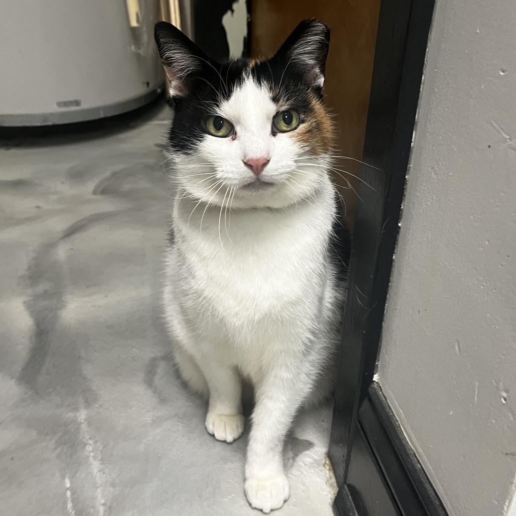 Enlarge Emma, a Adoptable Domestic Short Hair in Kennett Square, PA image 3/3