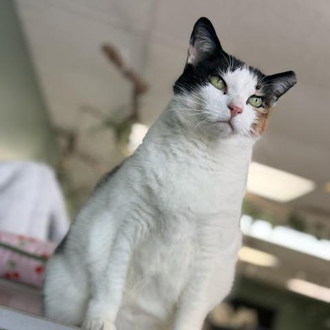 Enlarge Emma, a Adoptable Domestic Short Hair in Kennett Square, PA image 5/6