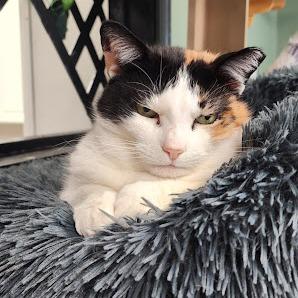 Enlarge Emma, a Adoptable Domestic Short Hair in Kennett Square, PA image 6/6