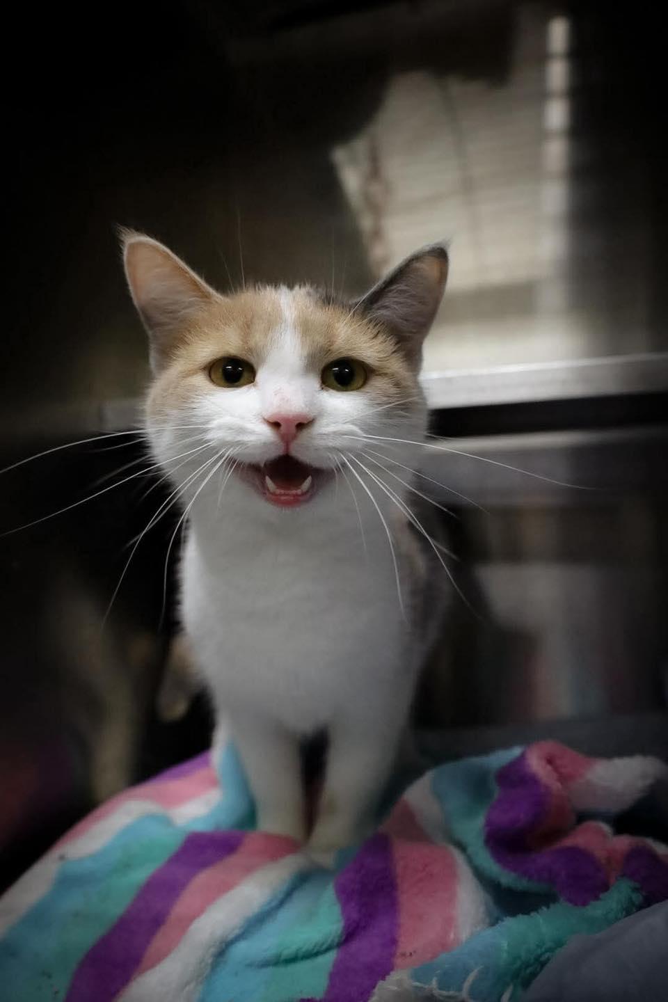 Keisha, ADOPTABLE, Adult Female Domestic Short Hair.