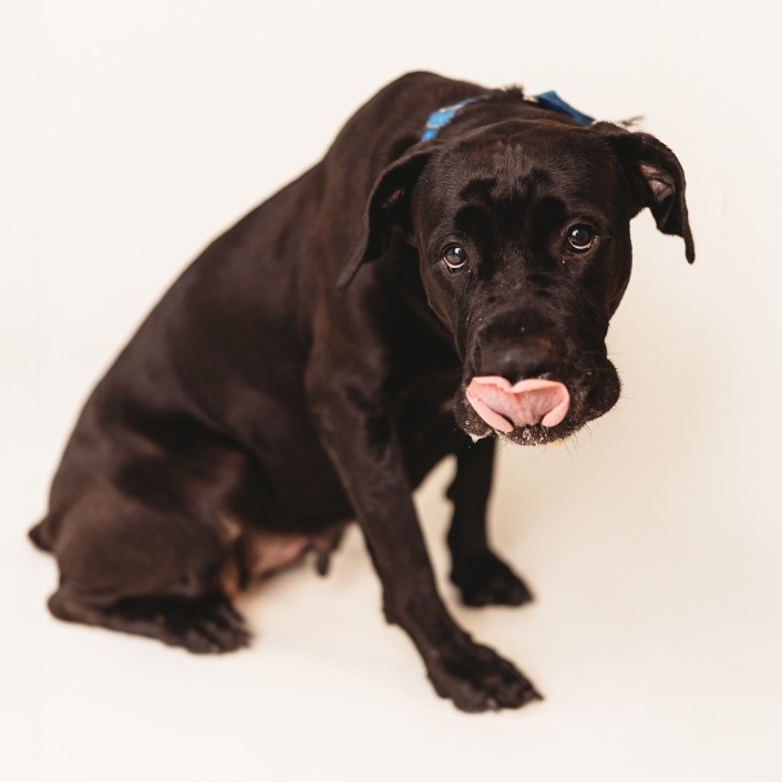 Dog for adoption Delilah, a Black Labrador Retriever & Cane Corso Mix