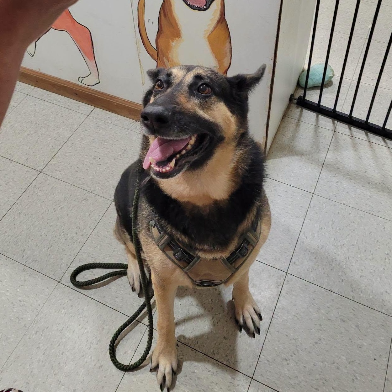 zoey, ADOPTABLE, Adult Female German Shepherd Dog.