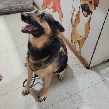 zoey, a ADOPTABLE German Shepherd Dog in Petersburg, IN image 2/2