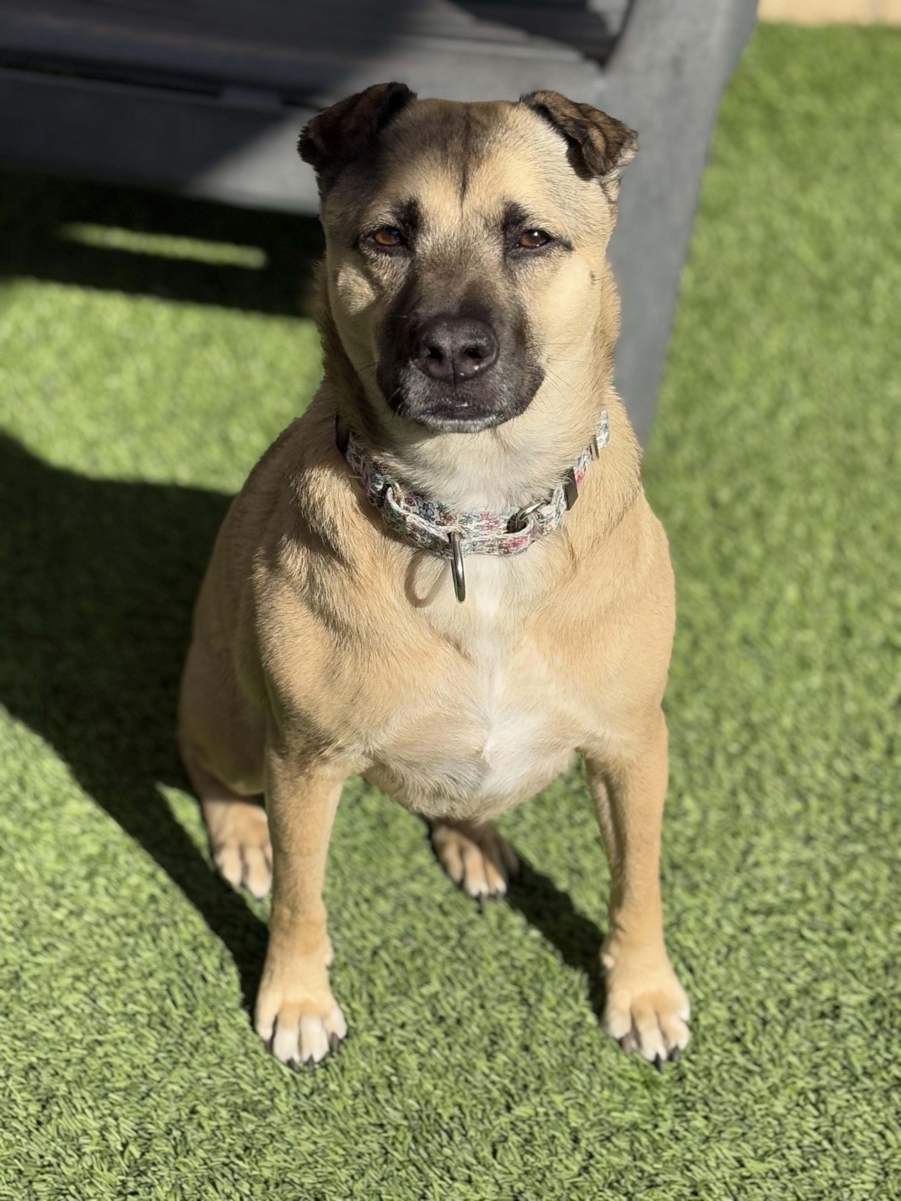Momo, Adoptable, Adult Female Black Mouth Cur.
