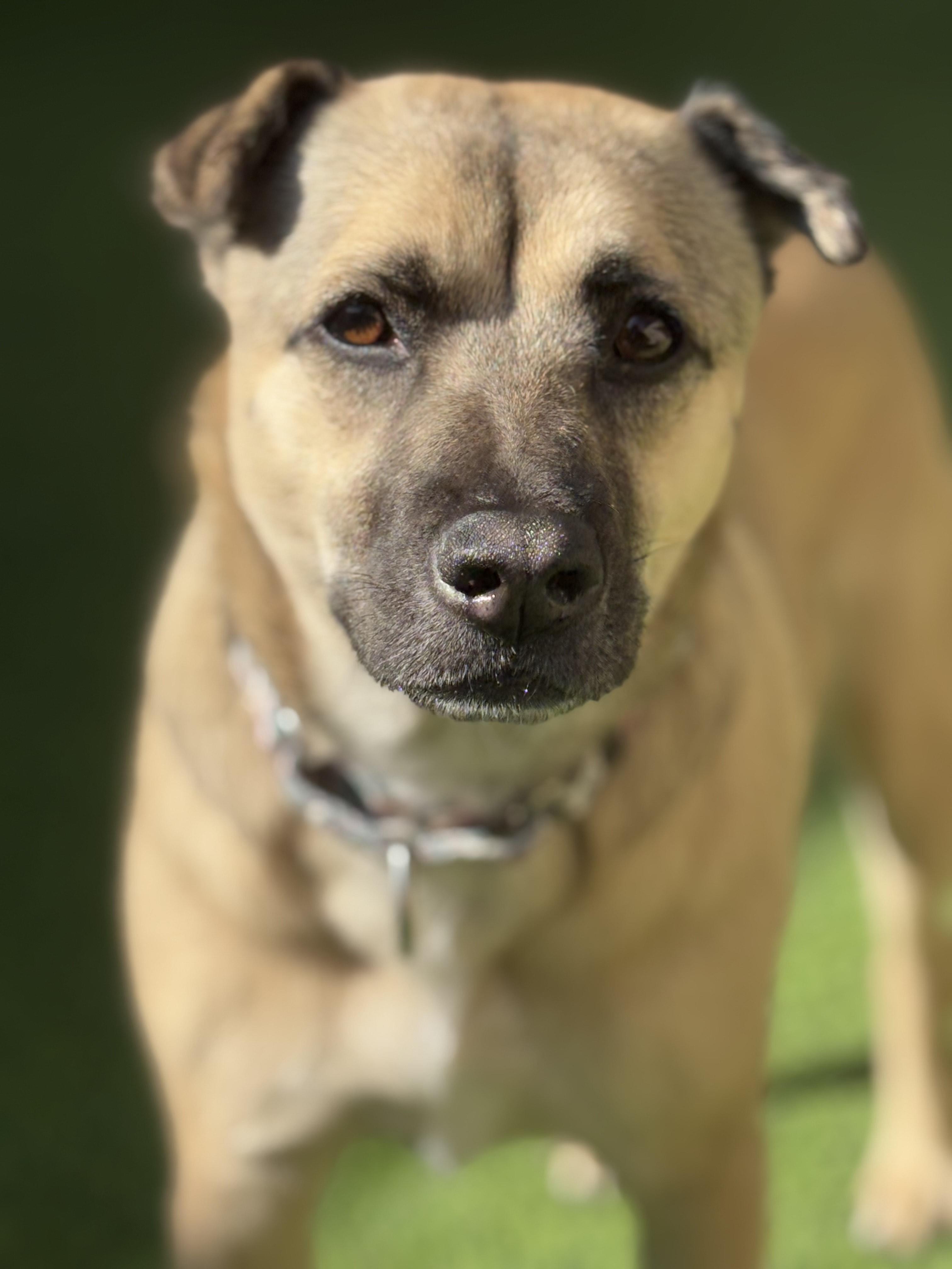 Enlarge Momo, a Adoptable mixed breed in Coronado, CA image 3/5