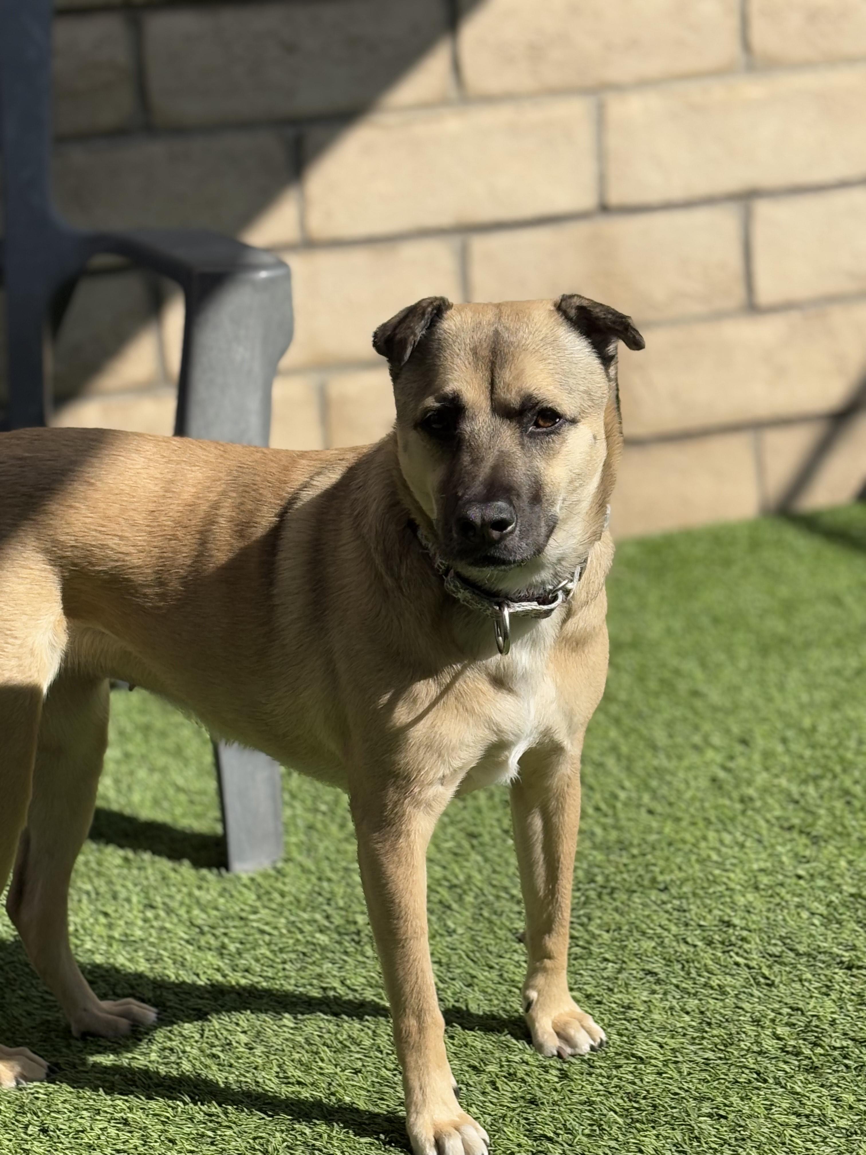 Enlarge Momo, a Adoptable mixed breed in Coronado, CA image 4/5