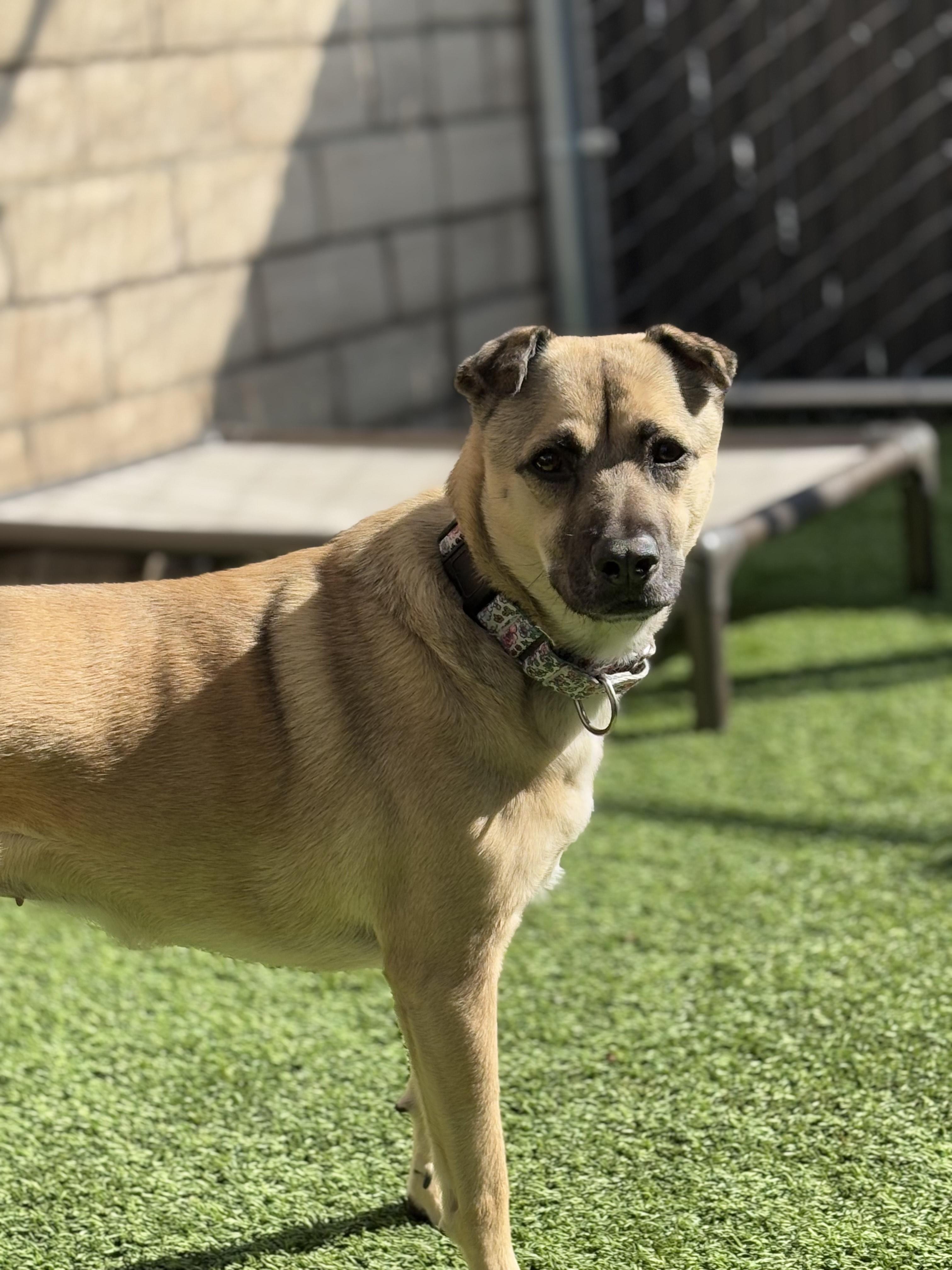 Enlarge Momo, a Adoptable mixed breed in Coronado, CA image 5/5