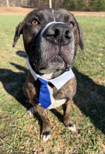 Enlarge Porter (Portugal), a Adoptable mixed breed in Coldwater, MI image 2/6