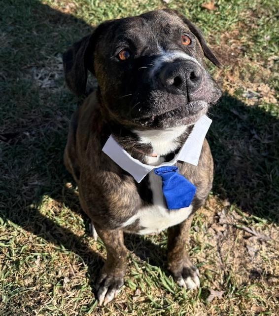 Enlarge Porter (Portugal), a Adoptable mixed breed in Coldwater, MI image 4/6