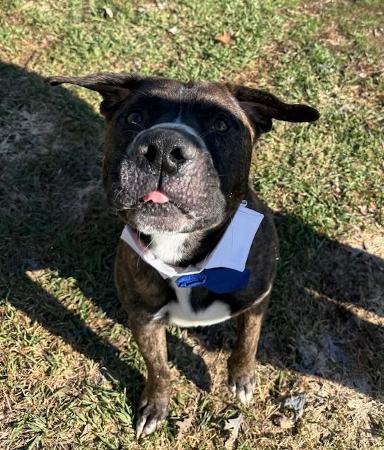 Enlarge Porter (Portugal), a Adoptable mixed breed in Coldwater, MI image 1/6
