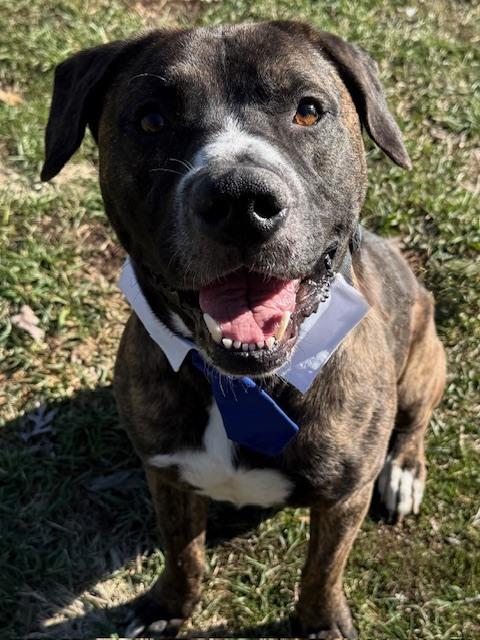 Enlarge Porter (Portugal), a Adoptable mixed breed in Coldwater, MI image 5/6