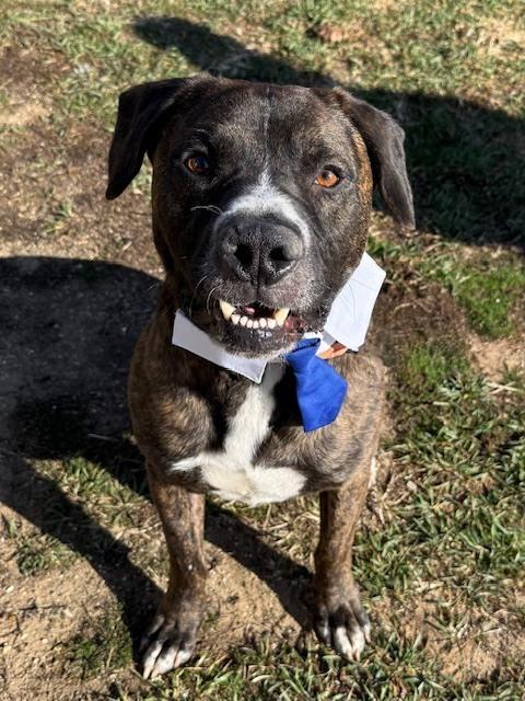 Enlarge Porter (Portugal), a Adoptable mixed breed in Coldwater, MI image 6/6