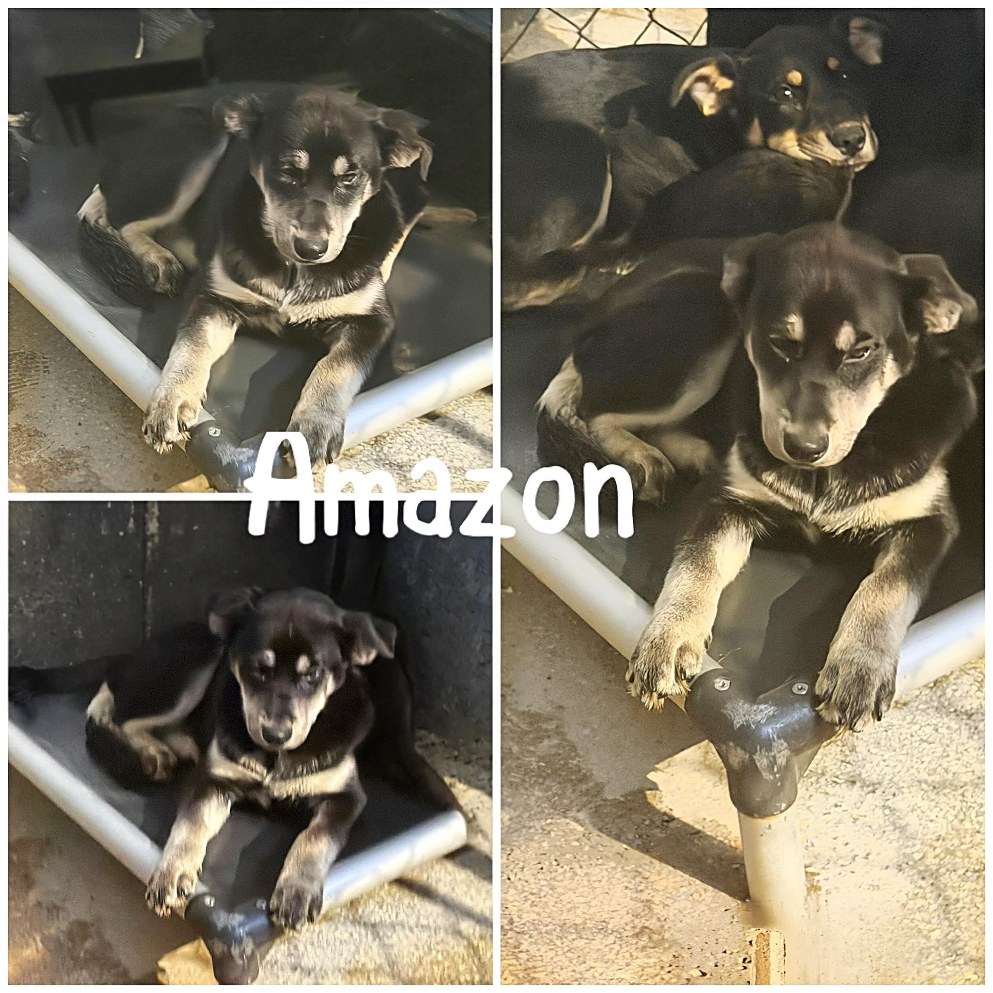 Amazon, adopted, Young Female Siberian Husky & Chihuahua.