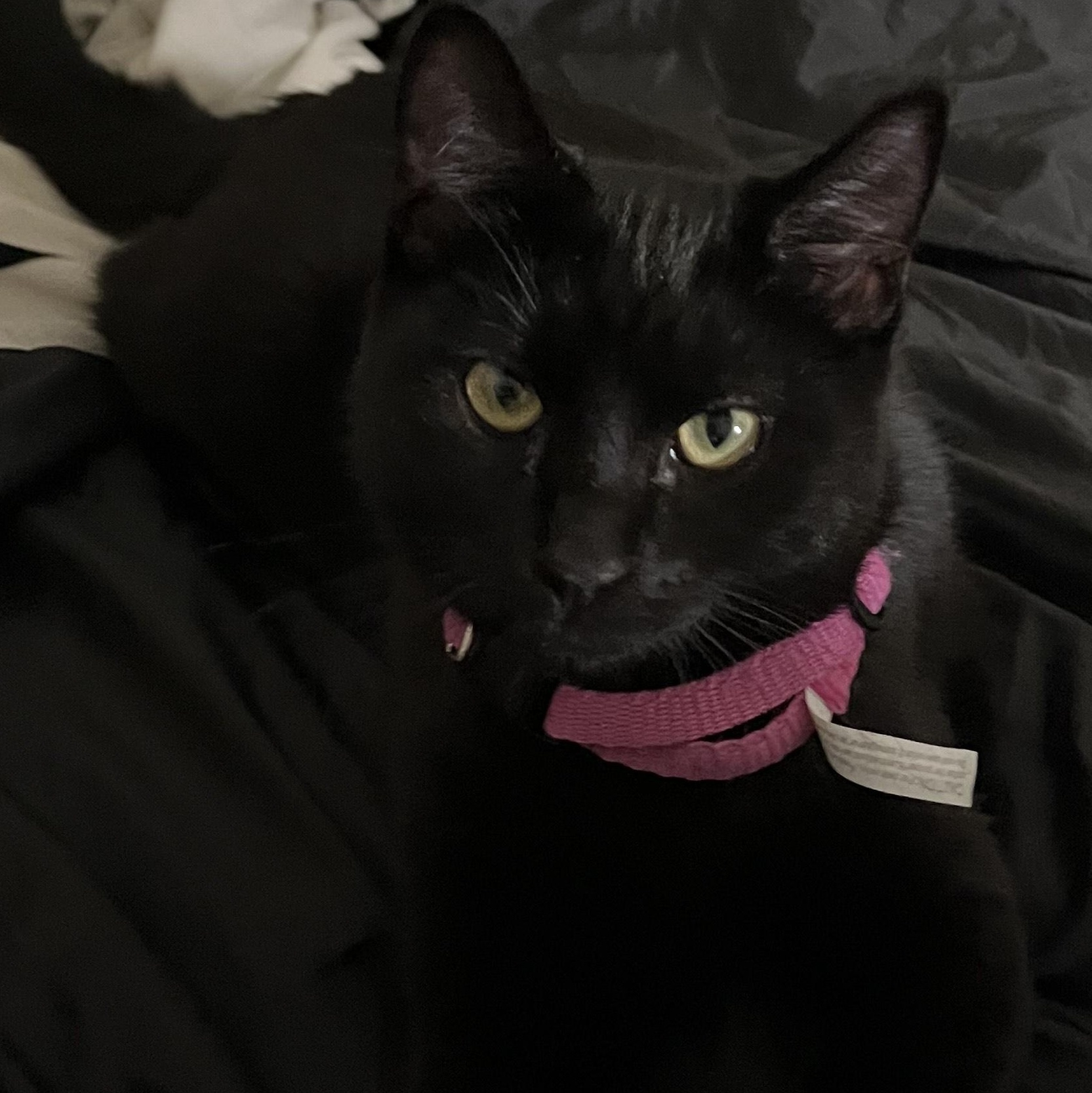 Fish & Torpedo - bonded pair, a Adoptable Domestic Short Hair in Springfield, OR image 4/5