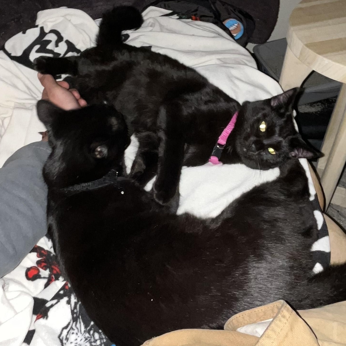 Fish & Torpedo - bonded pair, a Adoptable Domestic Short Hair in Springfield, OR image 3/5