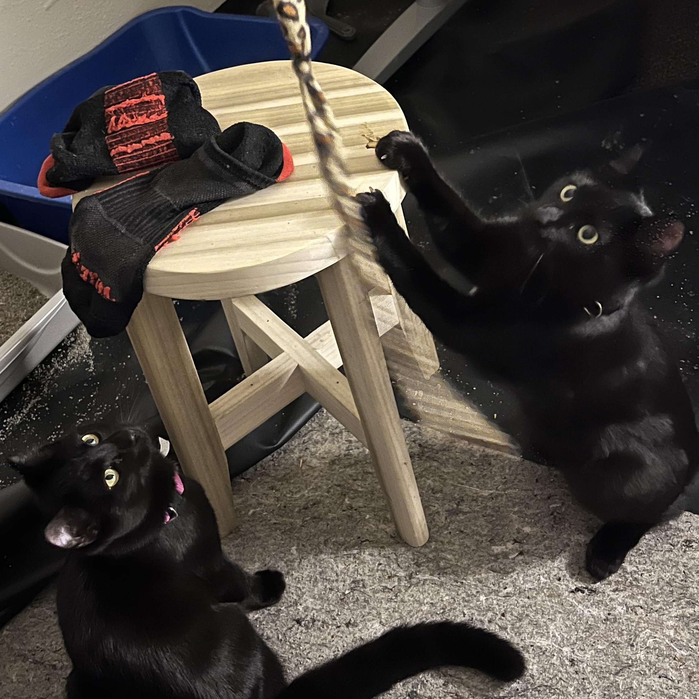 Fish & Torpedo - bonded pair, Adoptable, Young Male Domestic Short Hair.