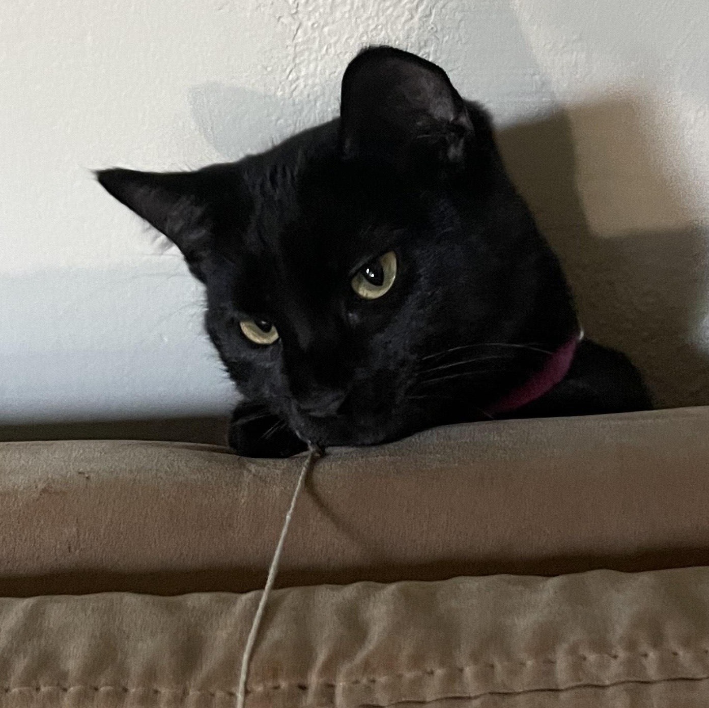 Fish & Torpedo - bonded pair, a Adoptable Domestic Short Hair in Springfield, OR image 5/5