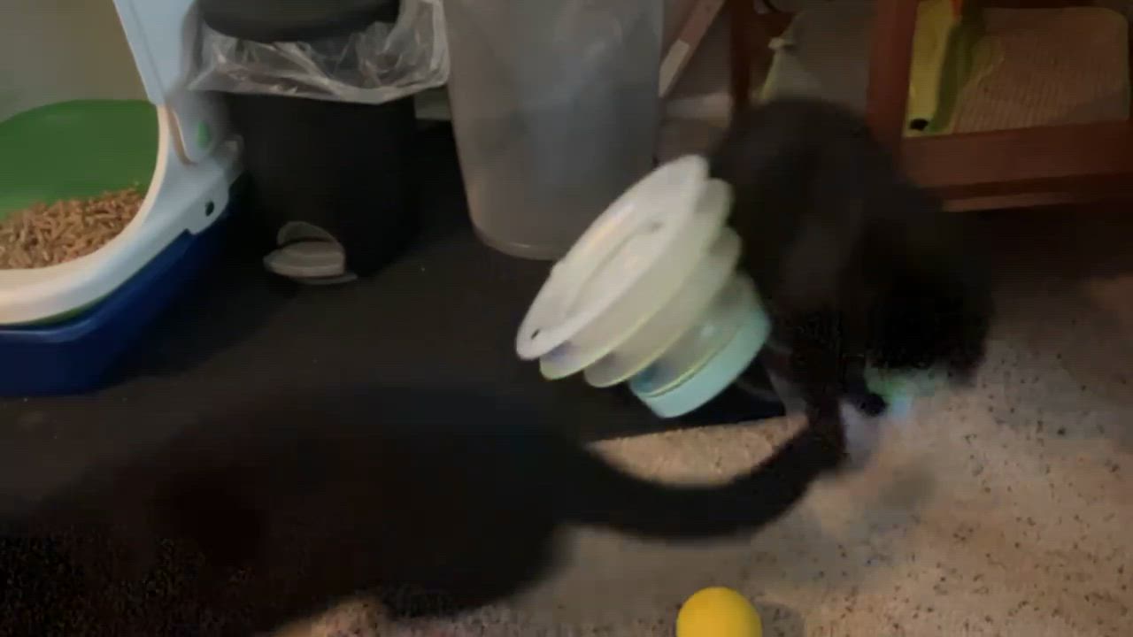 Enlarge Fish & Torpedo - bonded pair, a Adoptable Domestic Short Hair in Springfield, OR video 2/5