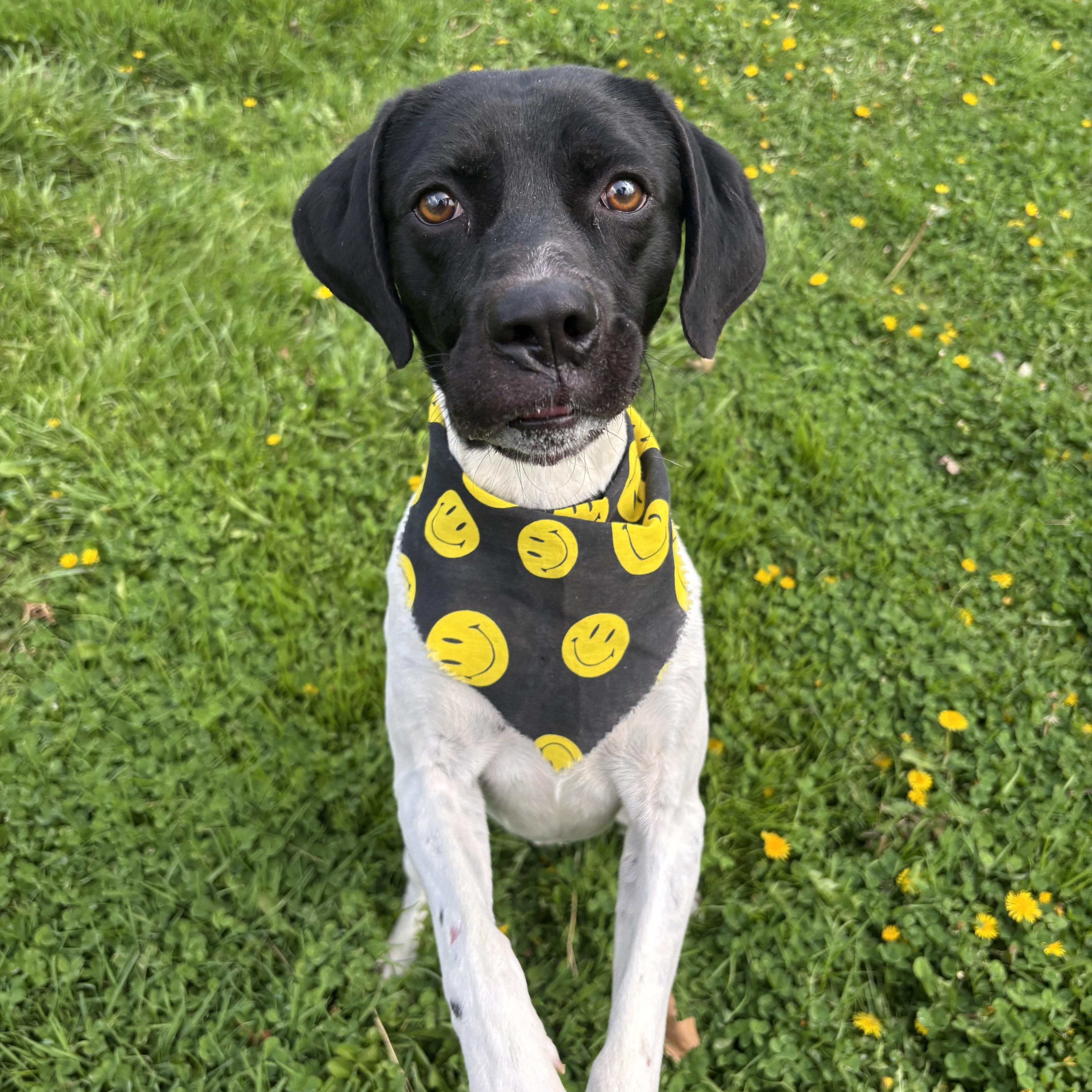 Rosco, ADOPTABLE, Adult Male Pointer.