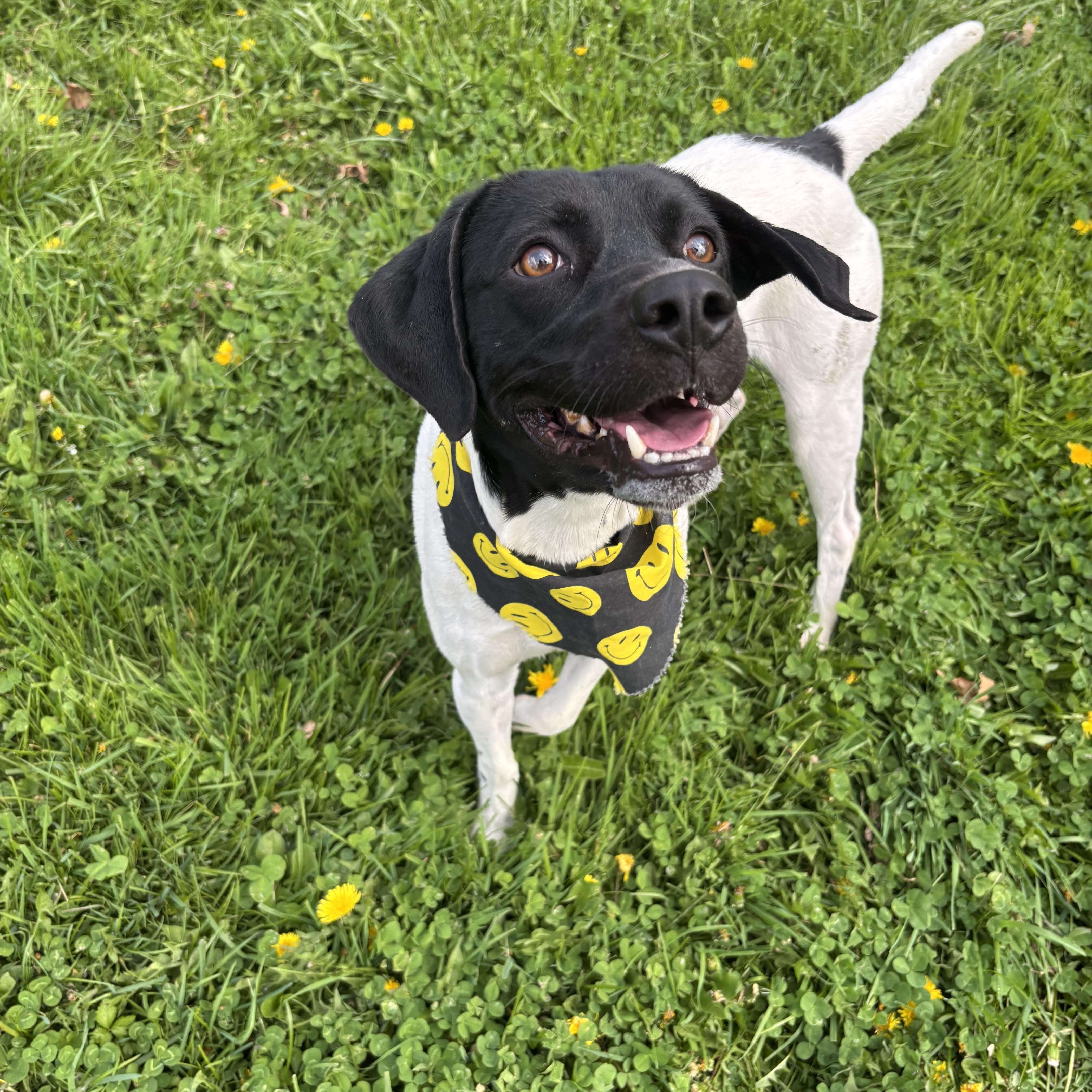 Enlarge Rosco, a ADOPTABLE mixed breed in Circleville, OH image 2/2