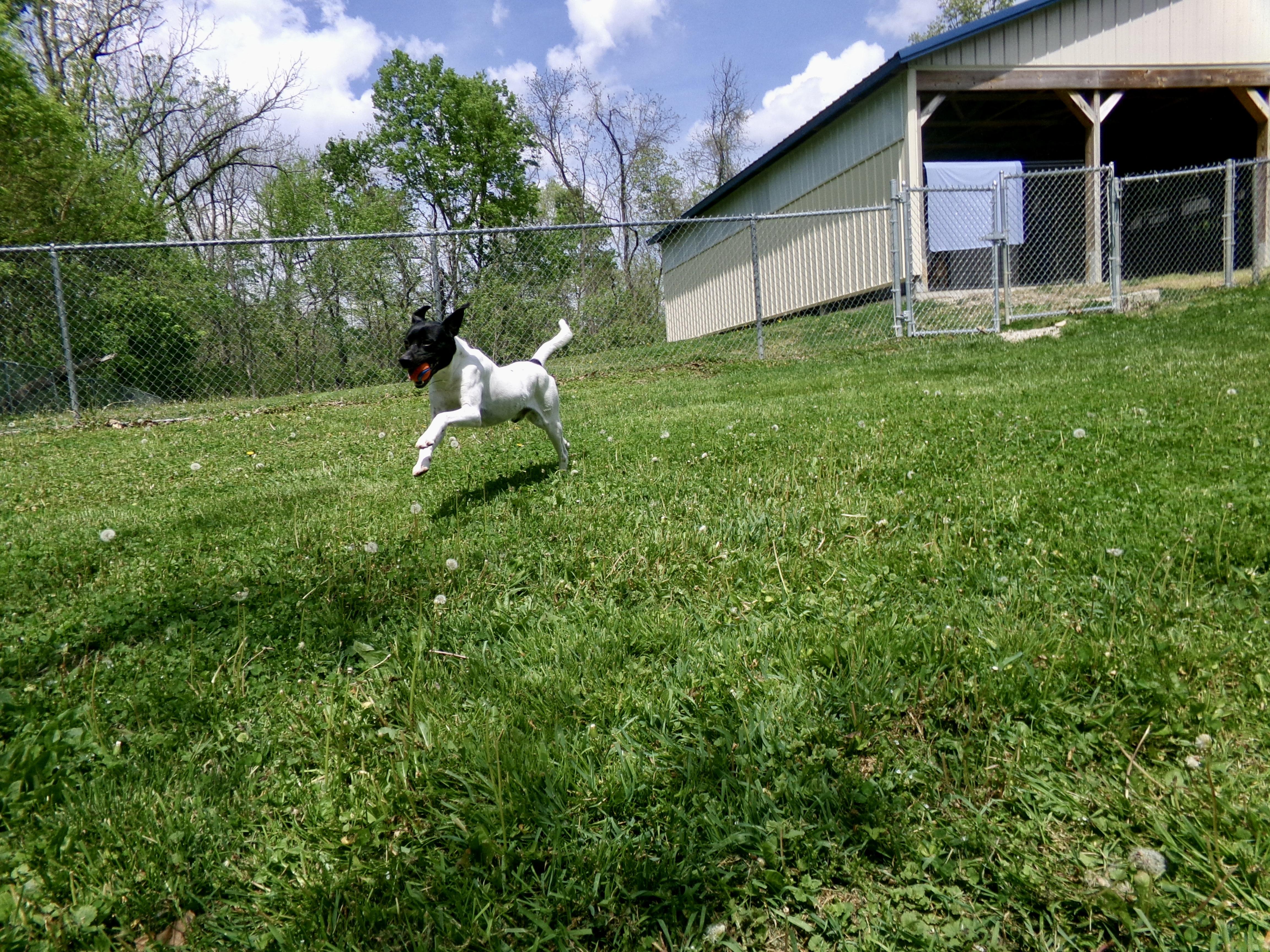 Enlarge Rosco, a ADOPTABLE mixed breed in Circleville, OH image 5/5