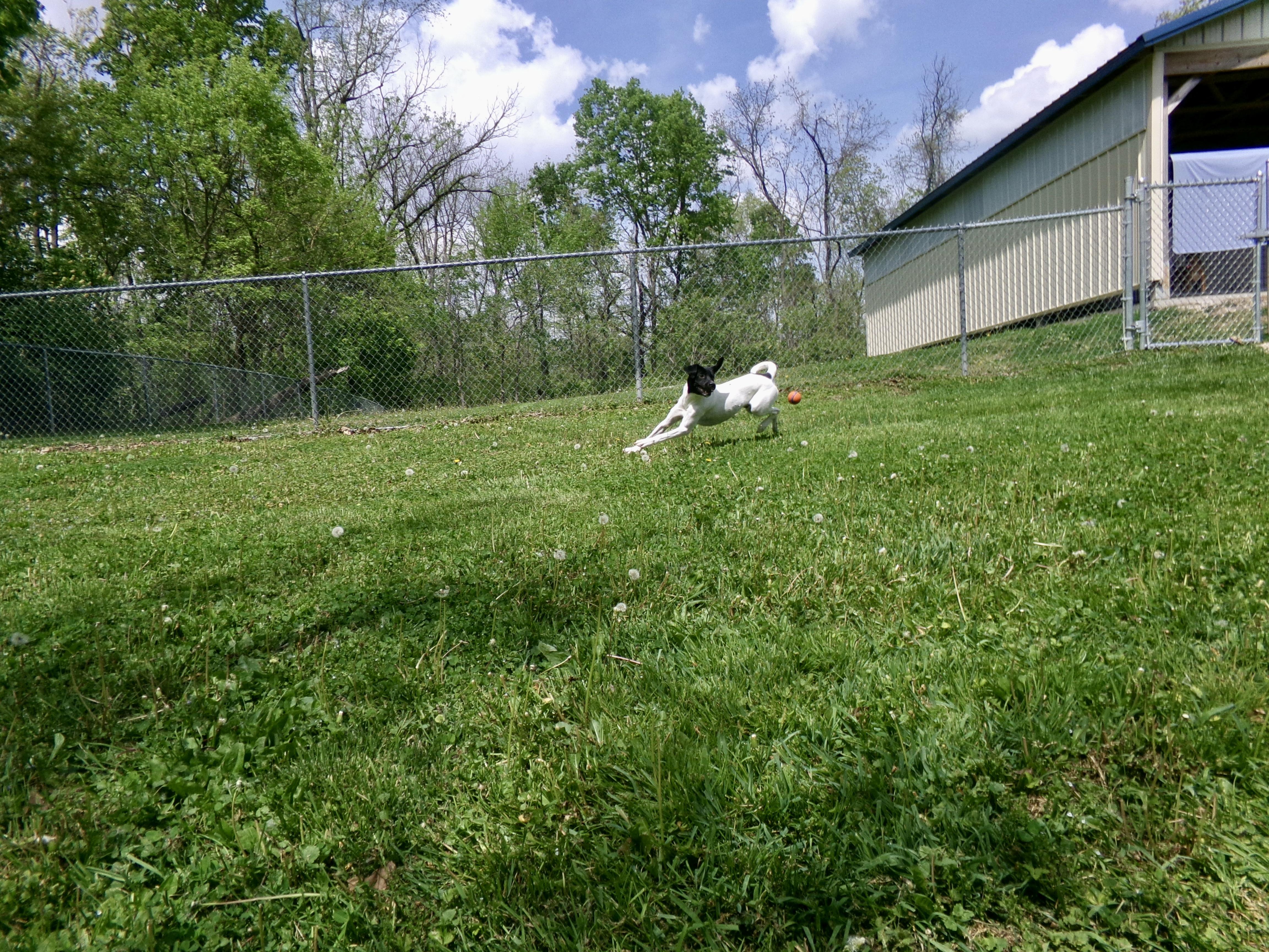 Enlarge Rosco, a ADOPTABLE mixed breed in Circleville, OH image 4/5