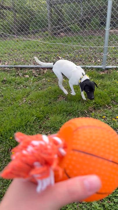 Enlarge Rosco, a ADOPTABLE mixed breed in Circleville, OH video 3/5