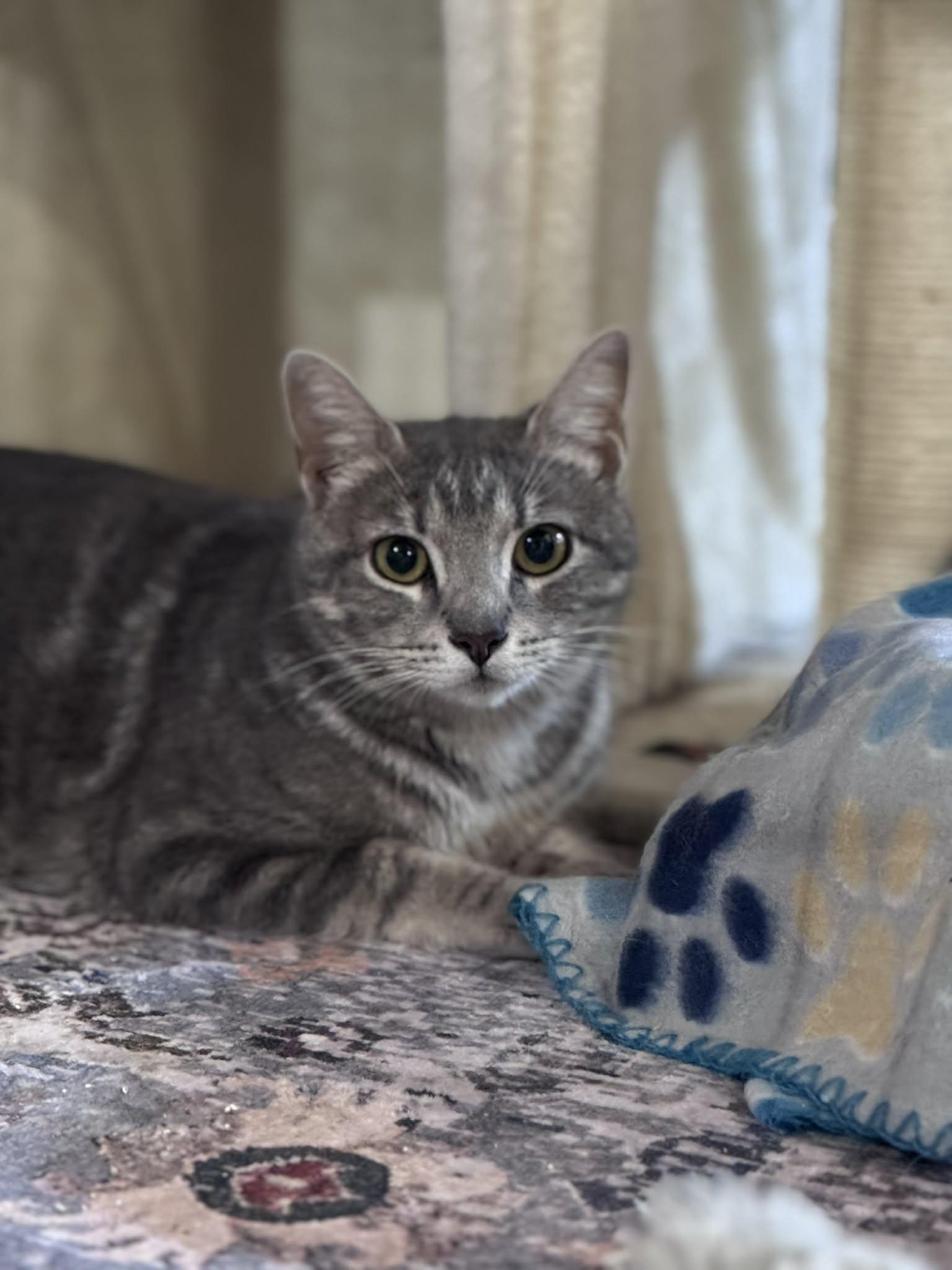 Enlarge Stormy, a Adoptable Domestic Short Hair in Rixeyville, VA image 2/4