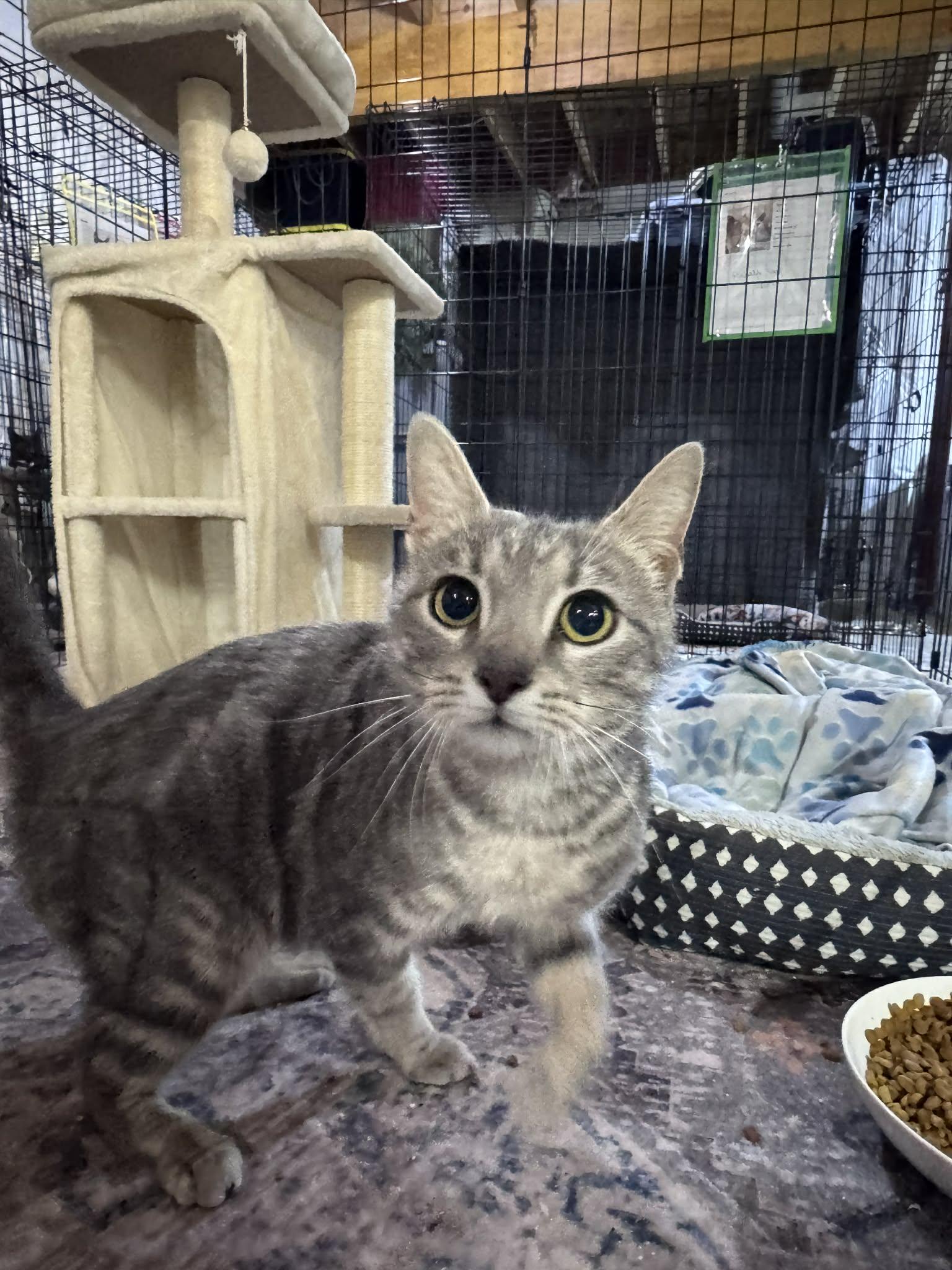 Enlarge Stormy, a Adoptable Domestic Short Hair in Rixeyville, VA image 1/4