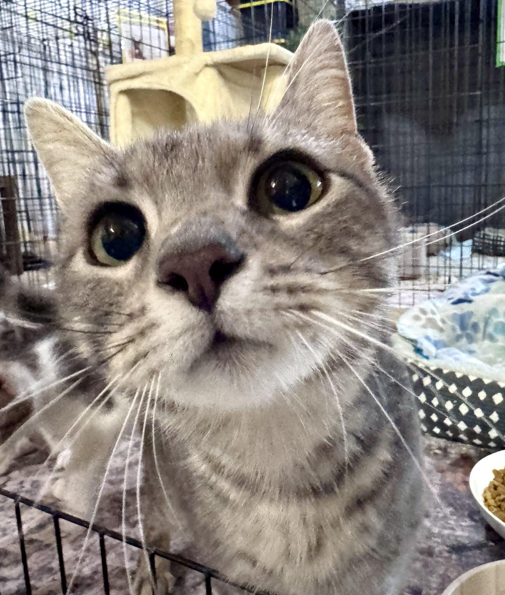 Enlarge Stormy, a Adoptable Domestic Short Hair in Rixeyville, VA image 4/4