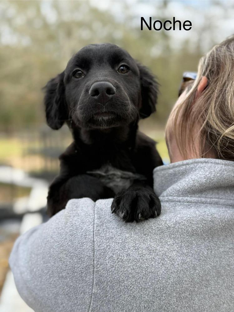 Noche (AVAILABLE 1/26), Adoptable, Puppy Male Hound & Labrador Retriever.